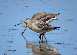 Bar-tailed Godwit