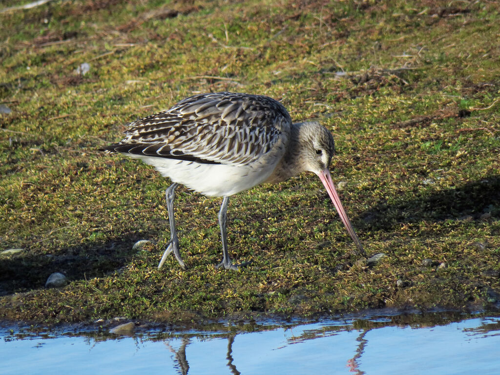 Bar-tailed Godwit