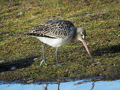 Bar-tailed Godwit