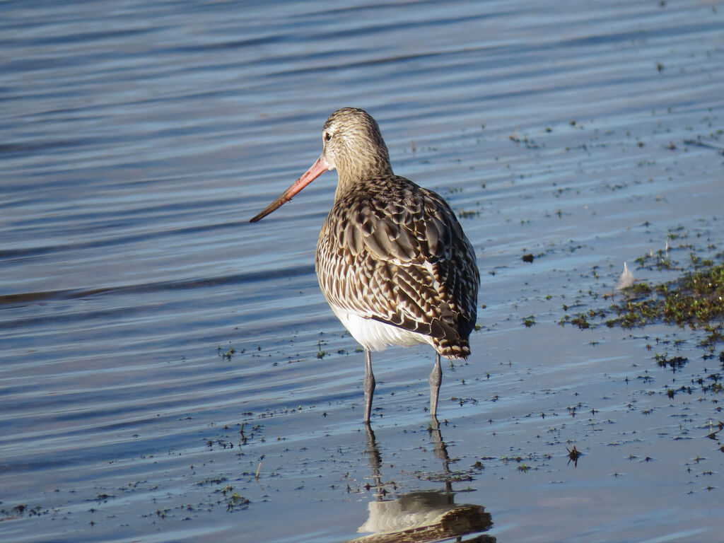 Bar-tailed Godwit