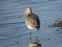 Bar-tailed Godwit