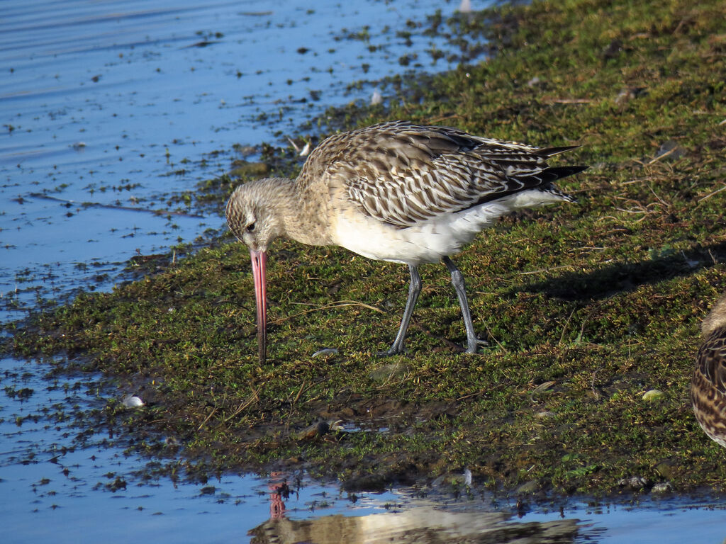 Bar-tailed Godwit