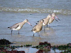 Bar-tailed Godwit