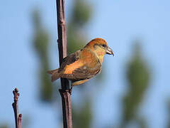 Red Crossbill