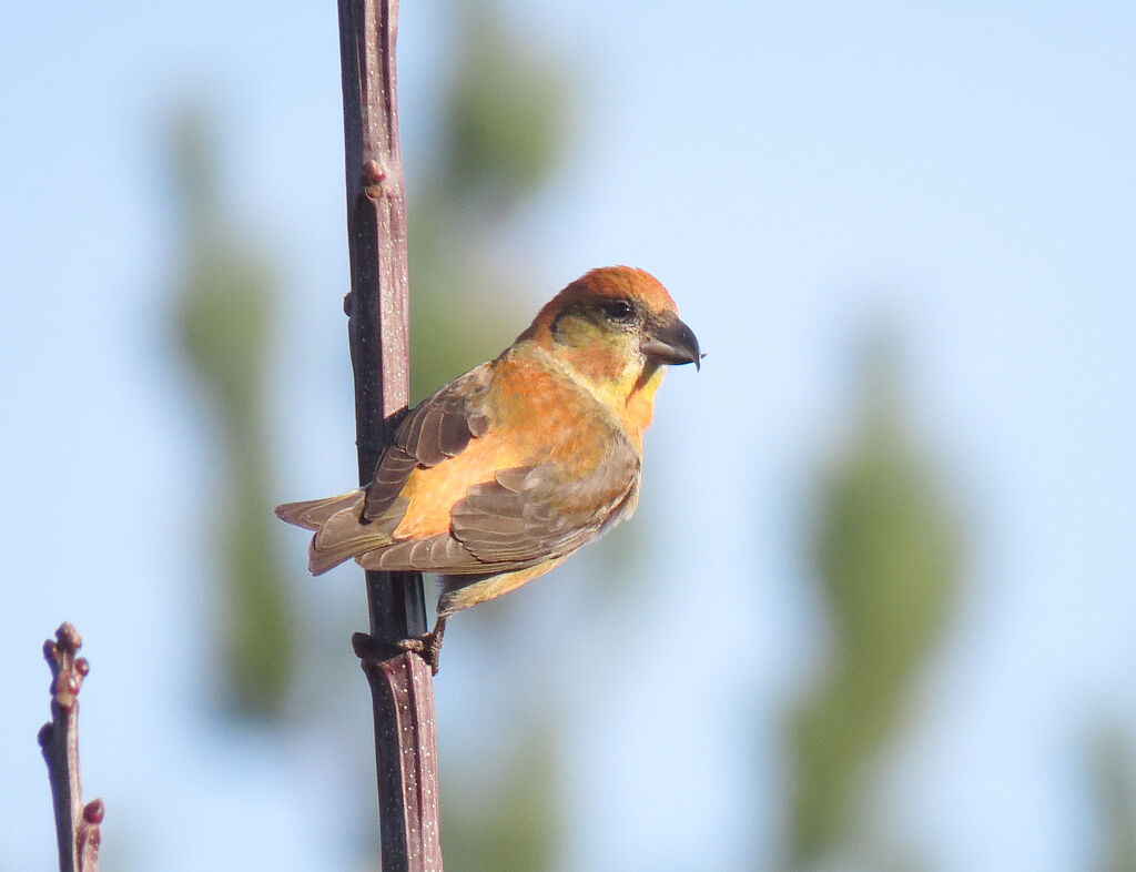 Red Crossbill