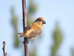 Red Crossbill