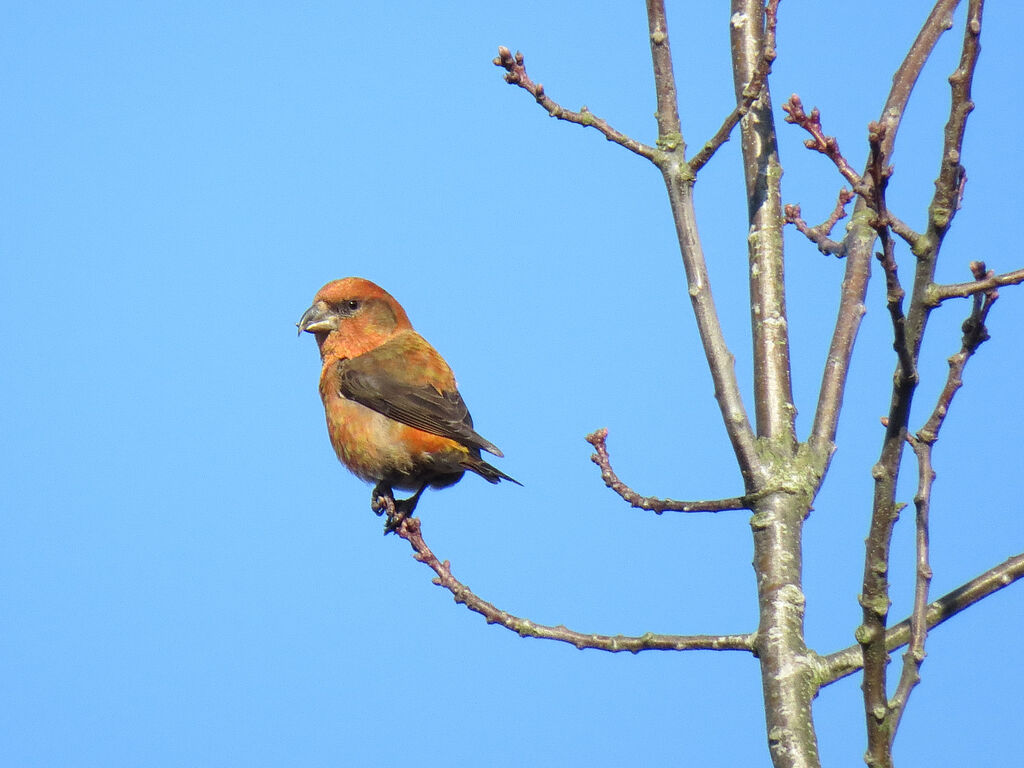 Red Crossbill