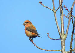 Red Crossbill