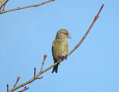 Red Crossbill