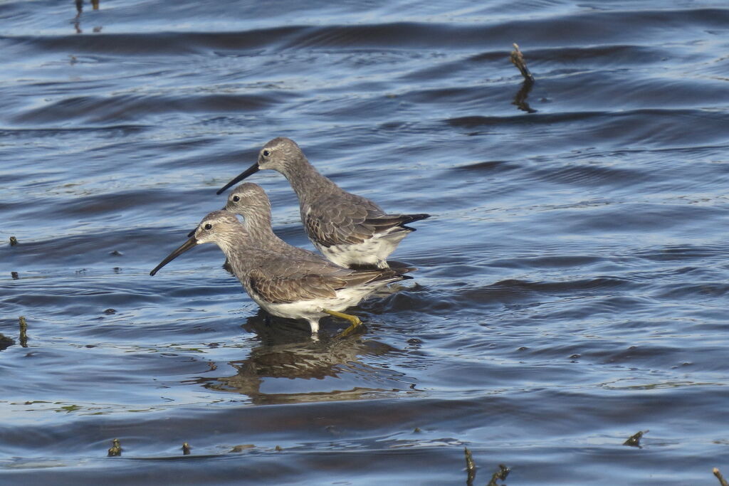 Stilt Sandpiper