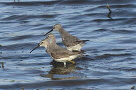 Stilt Sandpiper