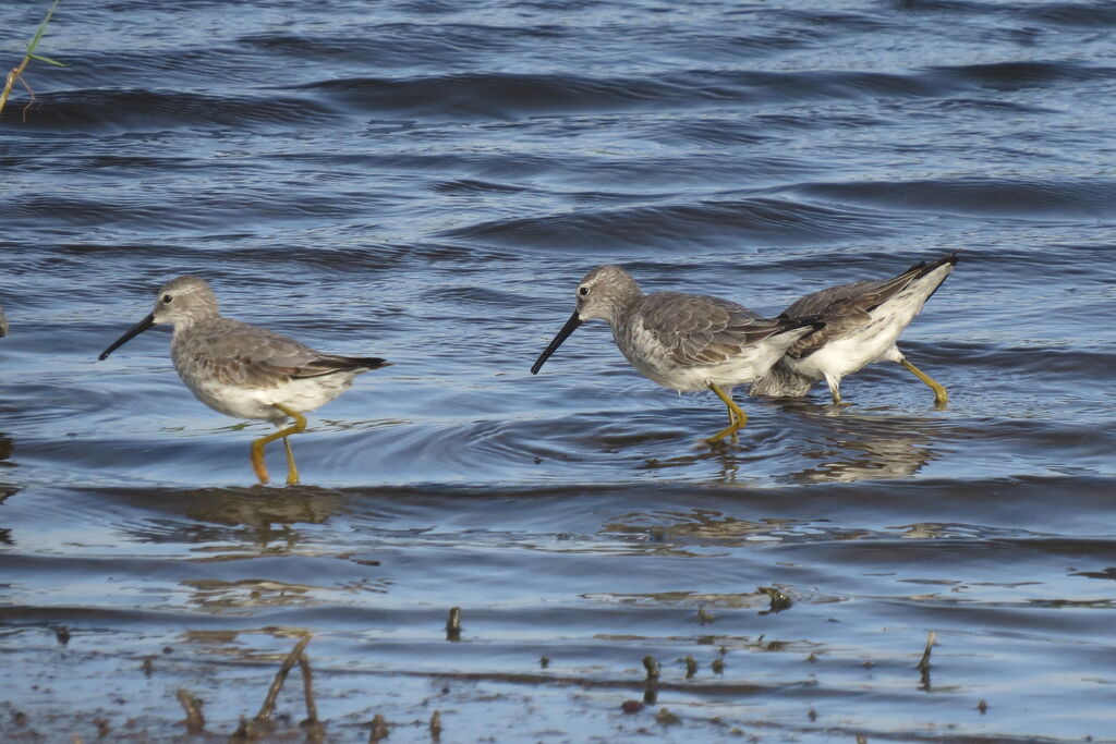 Stilt Sandpiper