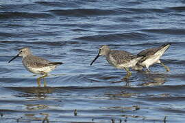 Stilt Sandpiper