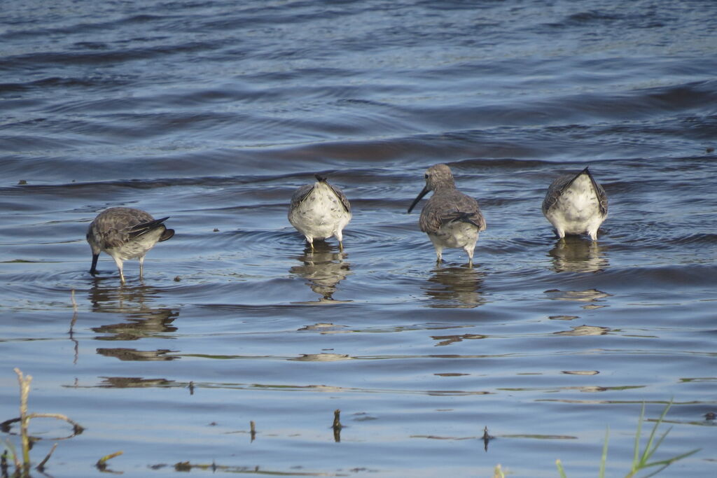 Stilt Sandpiper