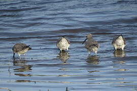 Stilt Sandpiper