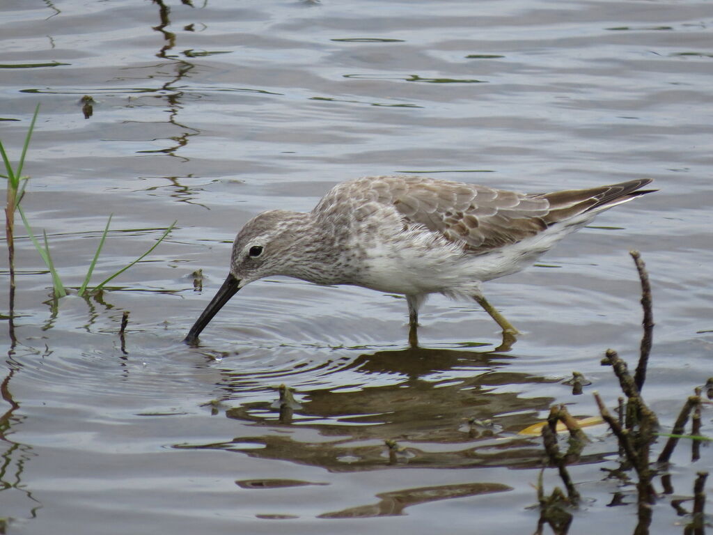 Stilt Sandpiper