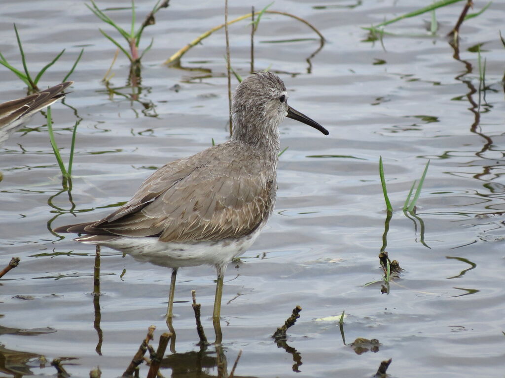 Stilt Sandpiper