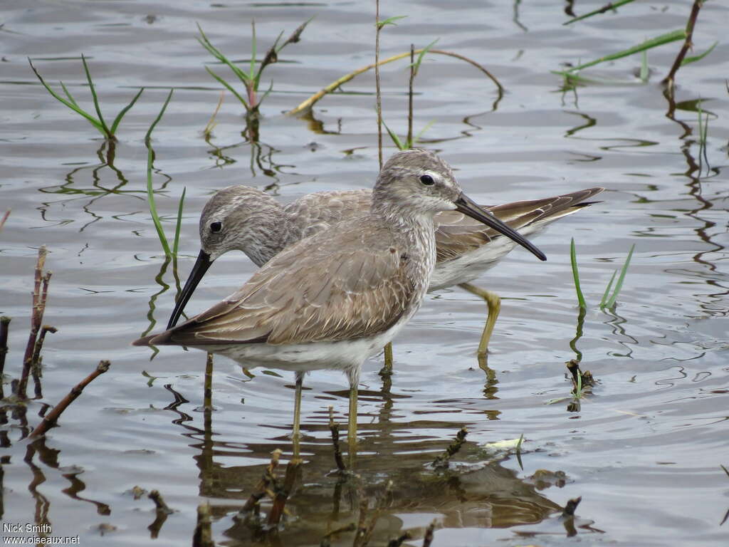 Stilt Sandpiperadult post breeding, pigmentation