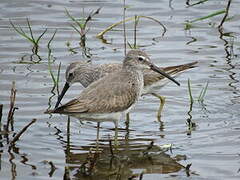 Stilt Sandpiper