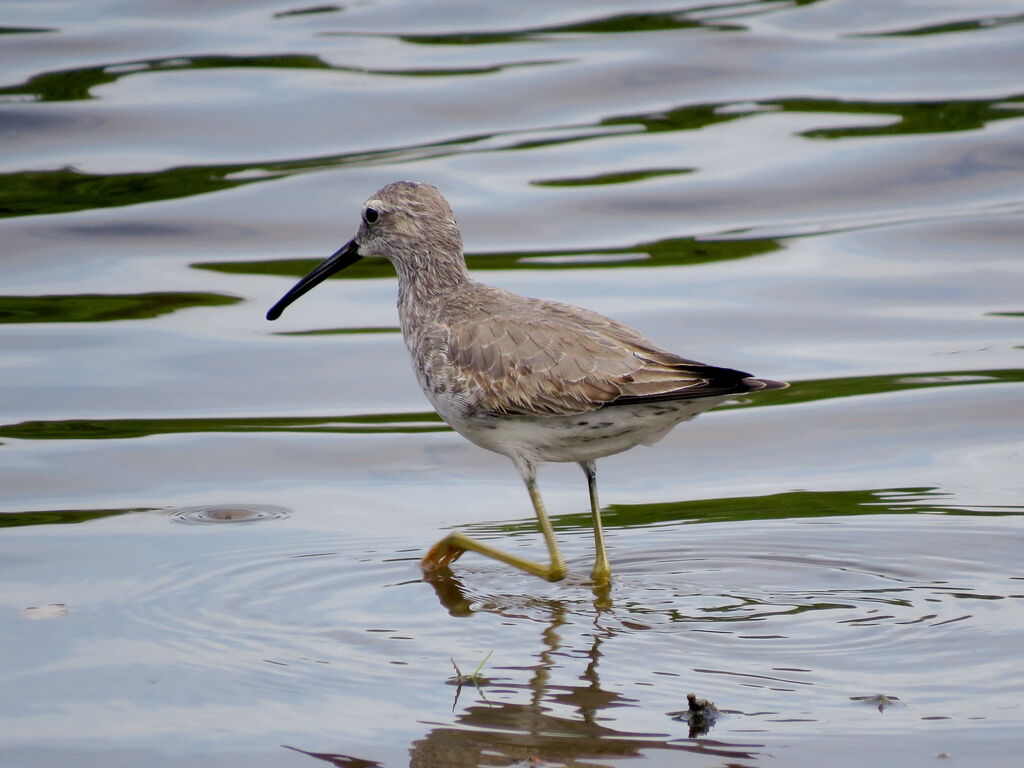 Stilt Sandpiper