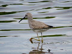 Stilt Sandpiper