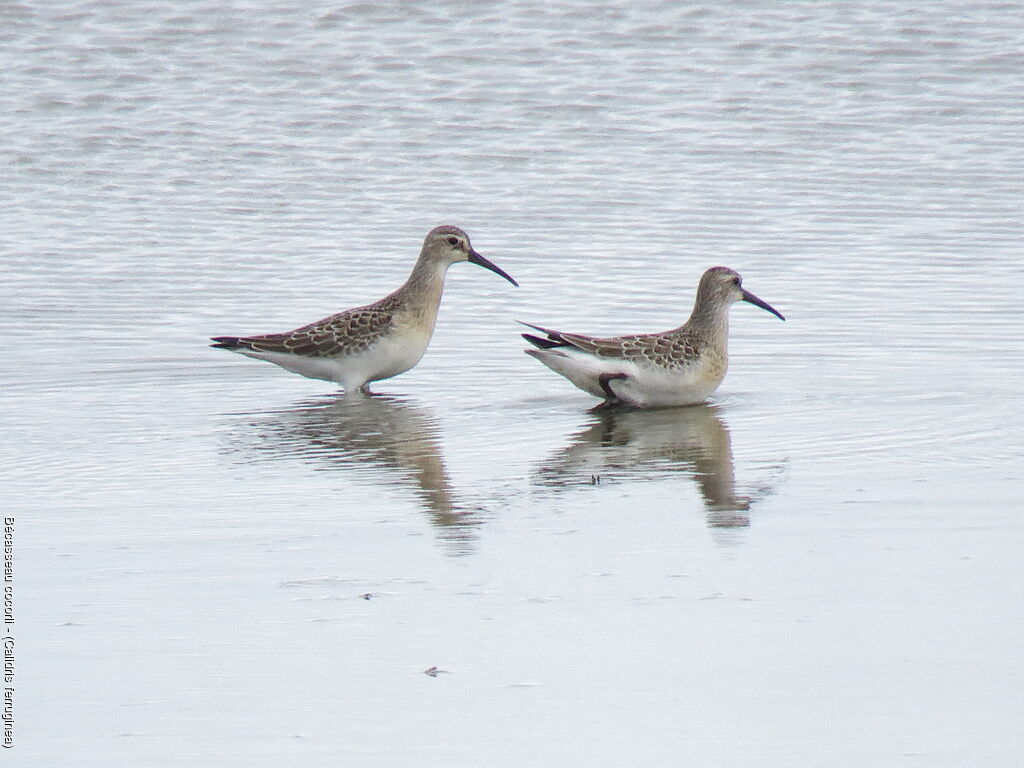Curlew Sandpiperadult