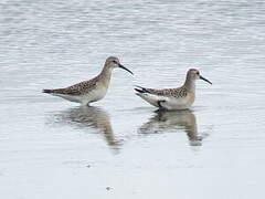 Curlew Sandpiper