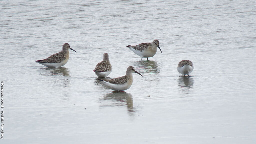 Curlew Sandpiper