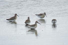 Curlew Sandpiper