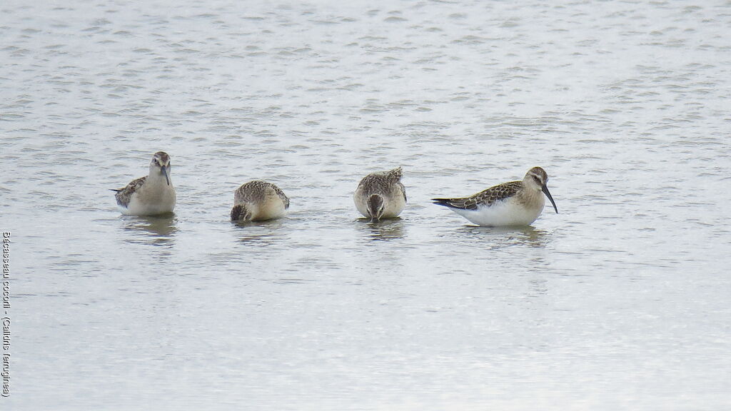 Curlew Sandpiper