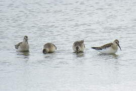 Curlew Sandpiper