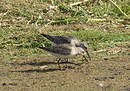 Bécasseau cocorli