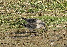 Curlew Sandpiper
