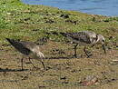 Bécasseau cocorli