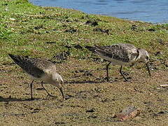 Curlew Sandpiper