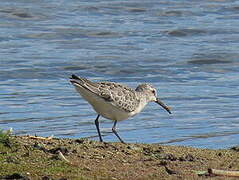 Curlew Sandpiper