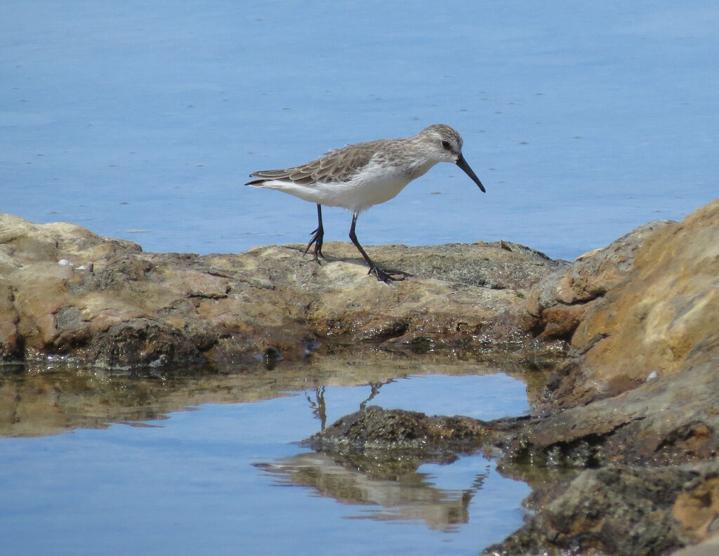 Western Sandpiper