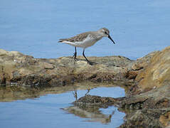 Western Sandpiper