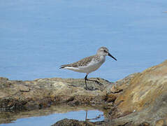 Western Sandpiper