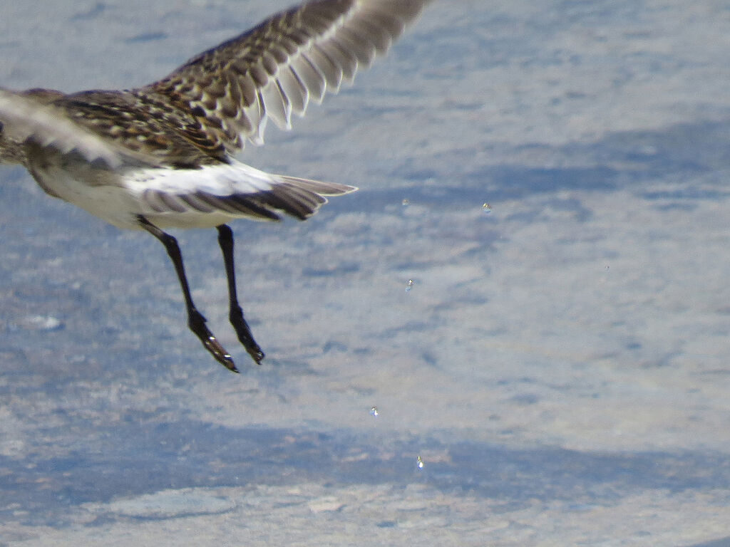 White-rumped Sandpiper