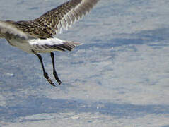 White-rumped Sandpiper