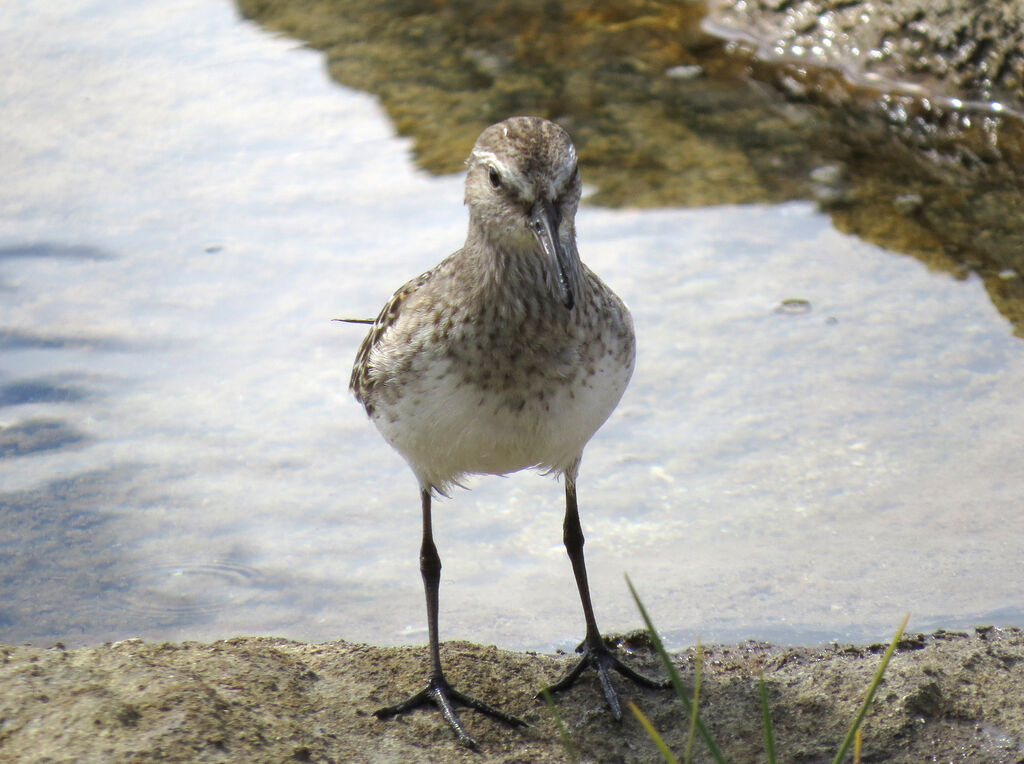 White-rumped Sandpiper