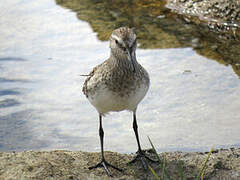 White-rumped Sandpiper