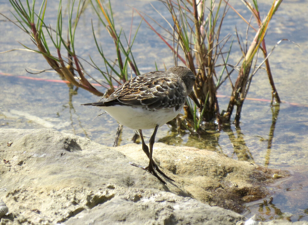 White-rumped Sandpiper