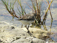 White-rumped Sandpiper