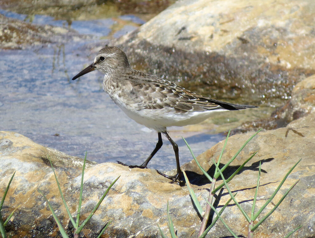 White-rumped Sandpiper