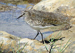 White-rumped Sandpiper