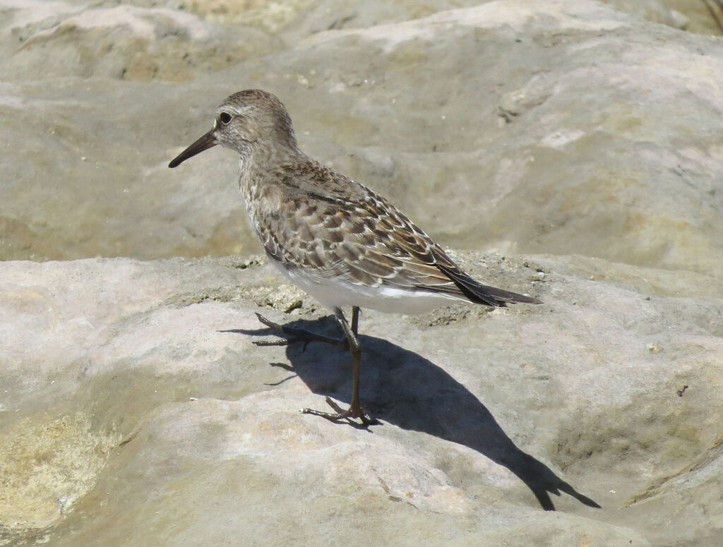 White-rumped Sandpiper