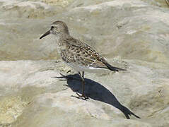 White-rumped Sandpiper