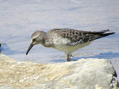 White-rumped Sandpiper